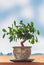 Bonsai Ficus Tree