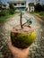 Bonsai of ficus tree in coconut