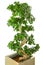 Bonsai ficus tree - old Japanese traditional art