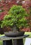 Bonsai from Fraxinus ornus tree