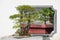 Bonsai in front of a white wall with a traditional chinese windo