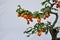 Bonsai Fruit Tree
