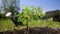 Bonsai Gardening Concept. Summer rain waters plant in sunlight. Gardener waters small green bonsai tree growing in