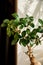 Bonsai ginseng or ficus retusa also known as banyan or chinese fig tree.Small bonsai ficus microcarpa ginseng plant on a