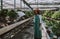 Bonsai greenhouse center. rows with small trees