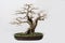 The bonsai of hackberry