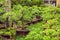 bonsai in honor of the Vietnamese new year. Lunar new year flower market. Chinese New Year. Tet