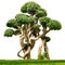 Bonsai houseplant isolated