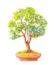 Bonsai illustration. Watercolor illustration of bonsai.