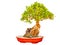 Bonsai isolate white background