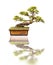 Bonsai, isolated on white