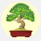 Bonsai Japanese art form using trees grown in container vector