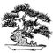 Bonsai. Japanese pine tree. hand drawn illustration.