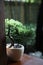 Bonsai on jar in green cafe