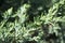 Bonsai juniper close up photo. Summer background. Colorful green plant.