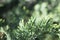 Bonsai juniper close up photo. Summer background. Colorful green plant.
