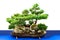 Bonsai landscape with cypress and boxwood trees