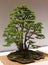 Bonsai Larch larix decidua miniature tree
