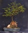 Bonsai ligustrum