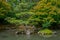 Bonsai look trees in Japanese garden, Hamilton Botanical gardens