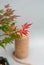 Bonsai maple with red and yellow leaves on light gray background.