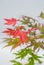 Bonsai maple with red and yellow leaves on light gray background.