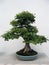 Bonsai Maple tree