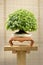 Bonsai maple tree