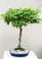 Bonsai Maple Tree