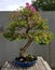 Bonsai miniature azalea tree