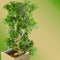 Bonsai miniature ficus tree on blurred gradient background