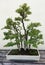 Bonsai miniature ficus trees