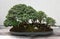 Bonsai miniature ficus trees