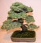 Bonsai Miniature Tree.