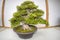 Bonsai miniature tree nature art