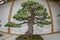 Bonsai miniature tree nature art