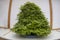 Bonsai miniature tree nature art