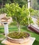 A bonsai orange tree in Ramoji Filmcity, Hyderabad.