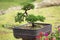 Bonsai - an ornamental tree or shrub grown in a pot