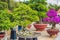 Bonsai and Penjing landscape with miniature evergreen tree in a tray