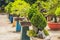 Bonsai and Penjing landscape with miniature evergreen tree in a tray