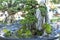 Bonsai and Penjing with miniature in a tray