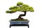 Bonsai pine tree