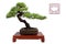 Bonsai pine tree