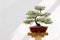 Bonsai pine tree