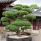 Bonsai pine tree