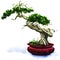 Bonsai pine tree isolated