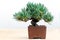 Bonsai pine tree in a traditional pot