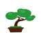 Bonsai pine tree vector illustration.