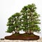 Bonsai pine trees